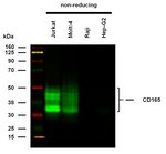 CD165 Monoclonal Antibody (SN2)
