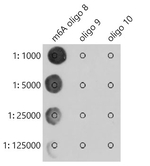 N6-Methyladenosine (m6A) Antibody in Dot Blot (DB)