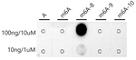 N6-Methyladenosine (m6A) Antibody in Dot Blot (DB)