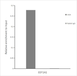 N6-Methyladenosine (m6A) Antibody in RNA Immunoprecipitation (RIP)