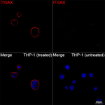 CD11c Antibody in Immunocytochemistry (ICC/IF)