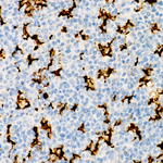 CD11c Antibody in Immunohistochemistry (Paraffin) (IHC (P))