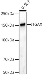 CD11c Antibody in Western Blot (WB)