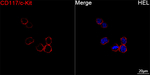 c-Kit Recombinant Rabbit Monoclonal Antibody (8T7I7)
