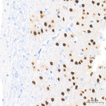 TBR1 Antibody in Immunohistochemistry (Paraffin) (IHC (P))