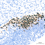 TBR1 Antibody in Immunohistochemistry (Paraffin) (IHC (P))