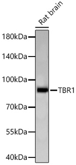 TBR1 Antibody in Western Blot (WB)