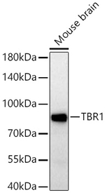 TBR1 Antibody in Western Blot (WB)