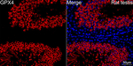 GPX4 Antibody in Immunohistochemistry (Paraffin) (IHC (P))