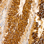 GPX4 Antibody in Immunohistochemistry (Paraffin) (IHC (P))