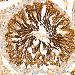 GPX4 Antibody in Immunohistochemistry (Paraffin) (IHC (P))