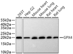 GPX4 Antibody in Western Blot (WB)