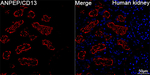 CD13 Antibody in Immunohistochemistry (Paraffin) (IHC (P))