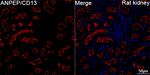 CD13 Antibody in Immunohistochemistry (Paraffin) (IHC (P))