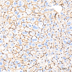 CD13 Antibody in Immunohistochemistry (Paraffin) (IHC (P))