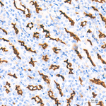 CD13 Antibody in Immunohistochemistry (Paraffin) (IHC (P))