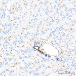 CD13 Antibody in Immunohistochemistry (Paraffin) (IHC (P))