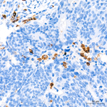Tartrate Resistant Acid Phosphatase Antibody in Immunohistochemistry (Paraffin) (IHC (P))