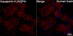 Aquaporin 4 Antibody in Immunohistochemistry (Paraffin) (IHC (P))