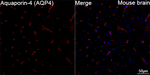 Aquaporin 4 Antibody in Immunohistochemistry (Paraffin) (IHC (P))
