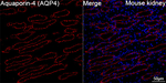 Aquaporin 4 Recombinant Mouse Monoclonal Antibody (8M4H8)
