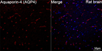 Aquaporin 4 Antibody in Immunohistochemistry (Paraffin) (IHC (P))