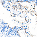 Aquaporin 4 Antibody in Immunohistochemistry (Paraffin) (IHC (P))