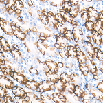 Aquaporin 4 Antibody in Immunohistochemistry (Paraffin) (IHC (P))