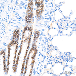 Aquaporin 4 Antibody in Immunohistochemistry (Paraffin) (IHC (P))