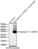 Aquaporin 4 Antibody in Western Blot (WB)