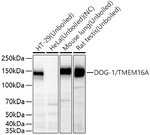 DOG-1 Antibody in Western Blot (WB)