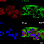 PSMB1 Recombinant Rabbit Monoclonal Antibody (1N3Q3)
