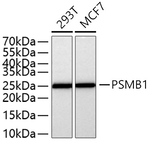 PSMB1 Antibody in Western Blot (WB)