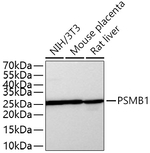 PSMB1 Antibody in Western Blot (WB)