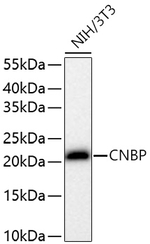 ZNF9 Antibody in Western Blot (WB)