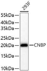 ZNF9 Antibody in Western Blot (WB)