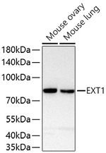 EXT1 Antibody in Western Blot (WB)