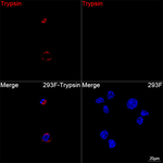 Trypsin Recombinant Rabbit Monoclonal Antibody (4M7L7)