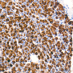 Trypsin Antibody in Immunohistochemistry (Paraffin) (IHC (P))