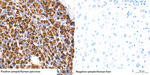 Trypsin Antibody in Immunohistochemistry (Paraffin) (IHC (P))