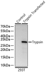 Trypsin Antibody in Western Blot (WB)