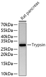 Trypsin Antibody in Western Blot (WB)