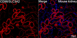 CD98 Recombinant Rabbit Monoclonal Antibody (6L4B4)