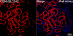 CD98 Antibody in Immunohistochemistry (Paraffin) (IHC (P))