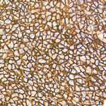 CD98 Antibody in Immunohistochemistry (Paraffin) (IHC (P))