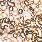 CD98 Antibody in Immunohistochemistry (Paraffin) (IHC (P))