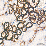 CD98 Antibody in Immunohistochemistry (Paraffin) (IHC (P))