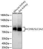 CD98 Antibody in Western Blot (WB)