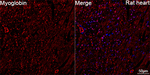Myoglobin Antibody in Immunohistochemistry (Paraffin) (IHC (P))