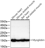 Myoglobin Antibody in Western Blot (WB)